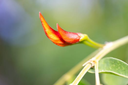 One exotic plant with a beautiful red bud