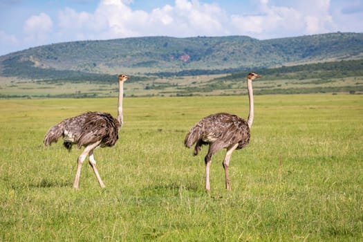 The Ostrich birds are grazing on the meadow in the countryside of Kenya