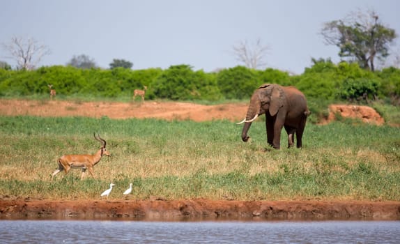 Elephant on the waterhole in the savannah of Kenya