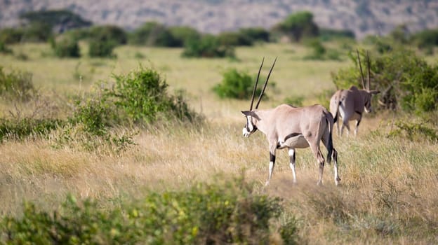 Some native antelopes in the grassland of the Kenyan savannah