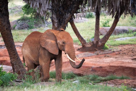The red elephant walks among the palm trees and trees