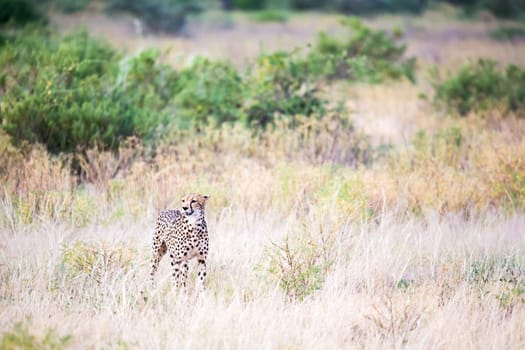 The cheetah walks in the high grass of the savannah looking for something to eat