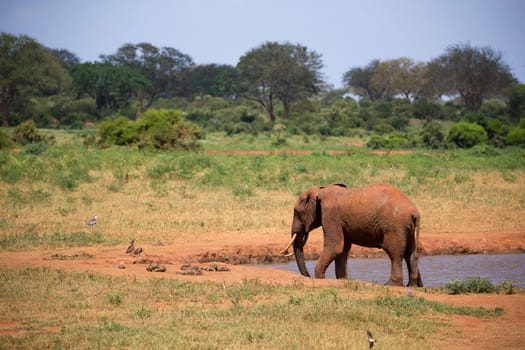 Elephant on the waterhole in the savannah of Kenya