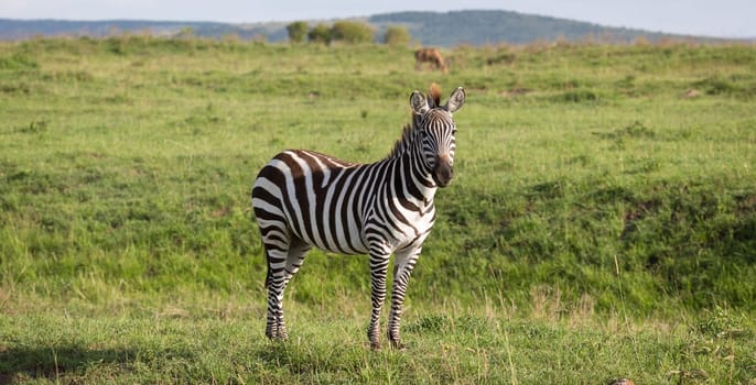 One zebra in the green landscape of a national park in Kenya..