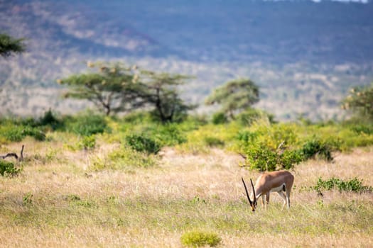 The antelopes in the grass landscape of Kenya