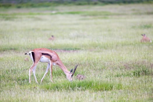 A gazelle grazes in the grassland of the savannah