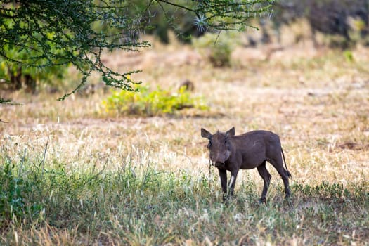 One warthog in the savannah of Kenya