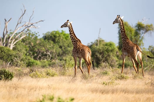 Giraffe is standing between the bush and trees in the savannah of Kenya