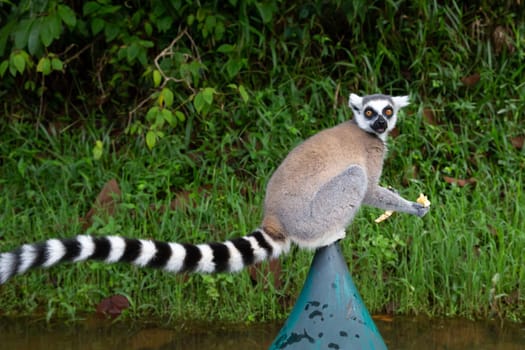 The ring-tailed lemur in the rainforest on the island of Madagascar