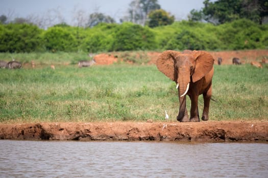 A red elephant is drinking water from the waterhole