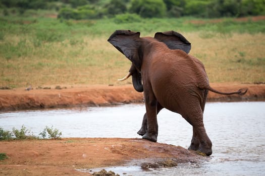 One red elephant is playing in the waterhole