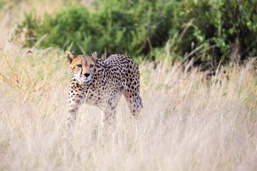 The cheetah walks in the high grass of the savannah looking for something to eat