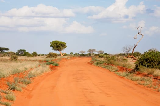 A way with red soil throught the savanna with a lot of trees and green plants