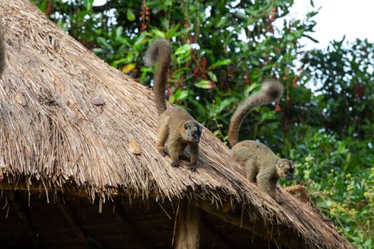 The Lemurs on the thatched roof of a building