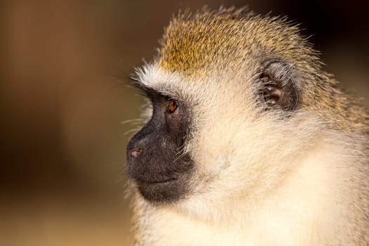 A portrait of a monkey in the savannah of Kenya