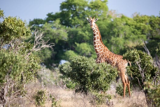 Giraffe is standing between the bush and trees in the savannah of Kenya