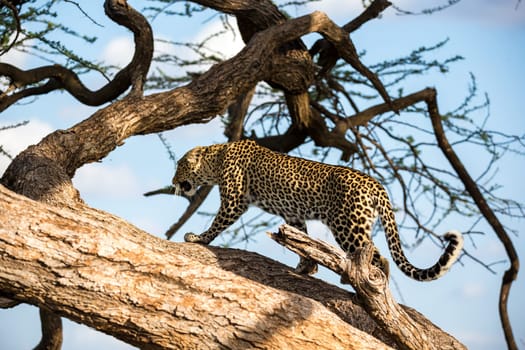 One leopard is walking up and down the tree on  its branches