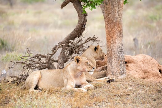 Some lions rest in the shade of a tree