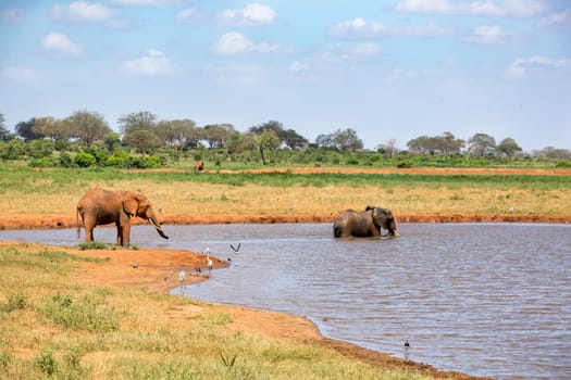 Elephant on the waterhole in the savannah of Kenya