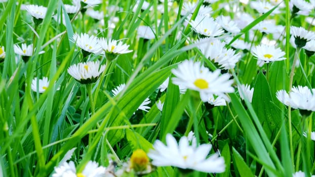 CLose up of chamomille field