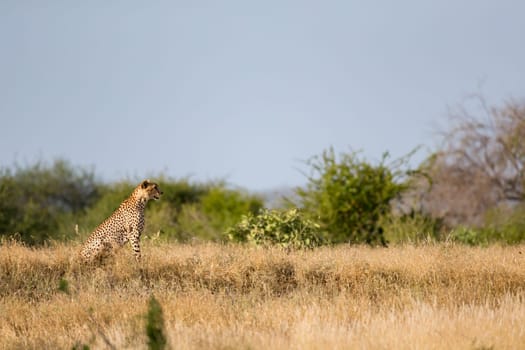 A Cheetah in the grassland of the savannah in Kenya