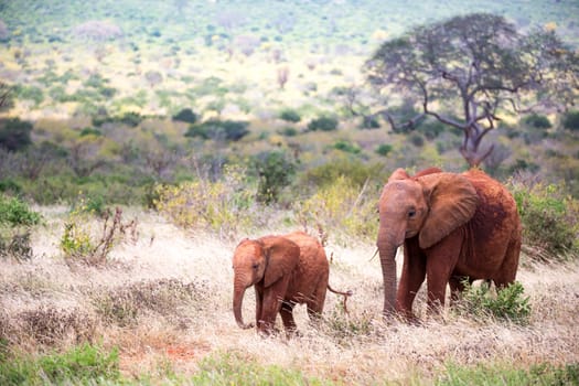 The family of red elephants on their trek through the savanna