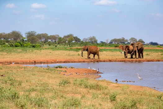 Waterhole in the savannah with some red elephants