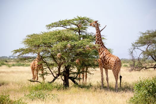 The Somalia giraffes eat the leaves of acacia trees