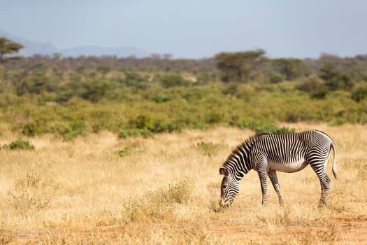 The Grevy Zebra is grazing in the countryside of Samburu in Kenya