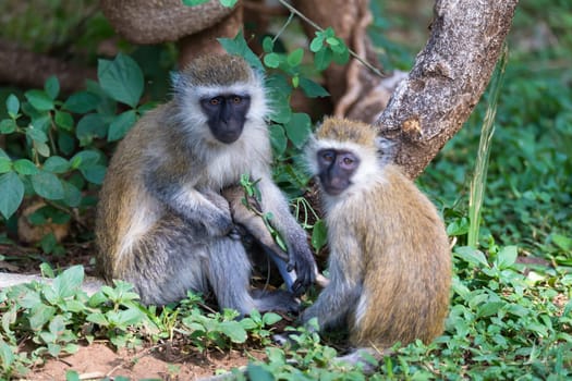 Vervet family with a little baby monkey