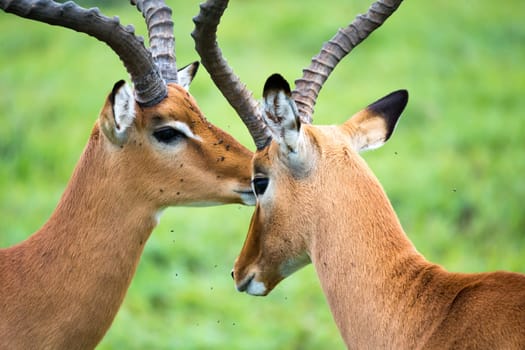 An Impala family on a grass landscape in the Kenyan savannah