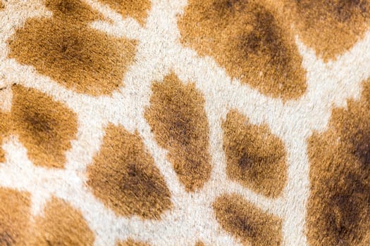 A fur of a giraffe in close-up