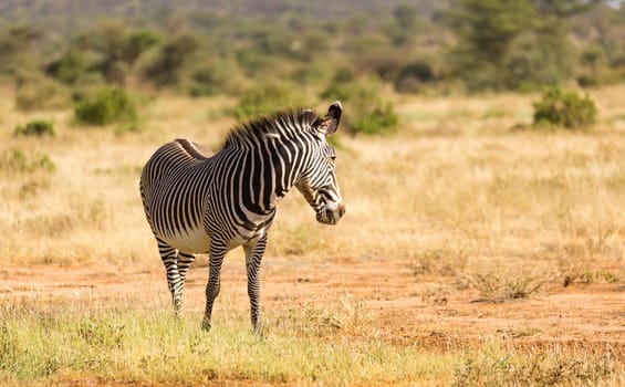 The Grevy Zebra is grazing in the countryside of Samburu in Kenya