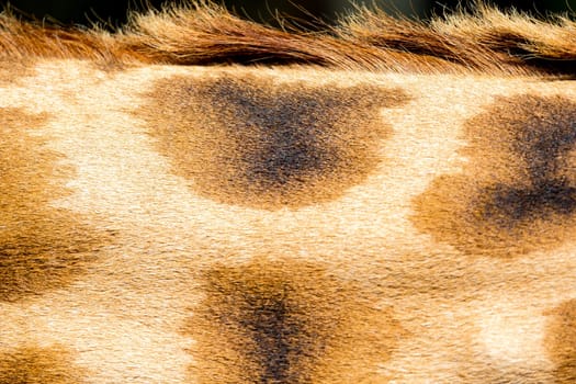 A fur of a giraffe in close-up