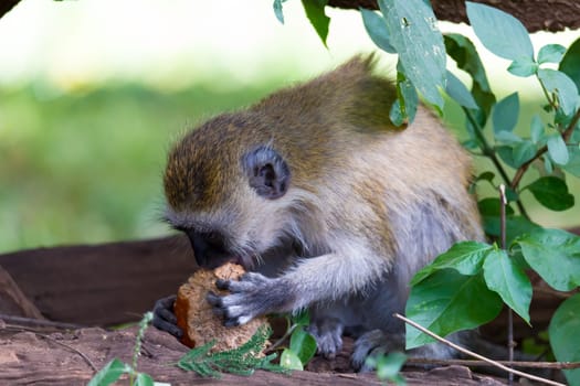 A monkey is doing a fruit meal in the grass