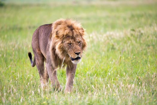 One big male lion is walking in the savannah