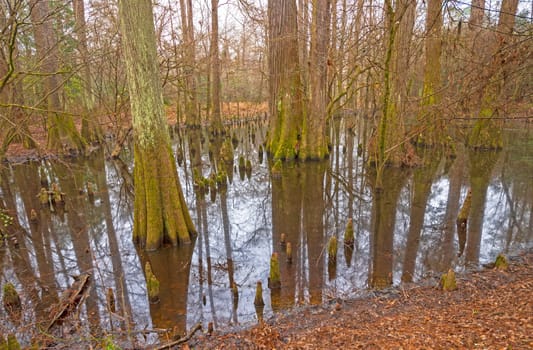 Quiet Wetland in a Hardwood Forest in Big Thicket National Preserve in Texas