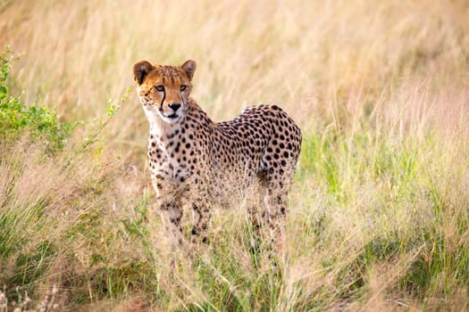 One portrait of a cheetah in the grass landscape