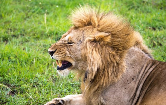 One lion in close-up bares his teeth
