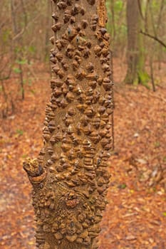 Hercules Club Tree Bark in the Forest in the Big Thicket National Preserve in Texas