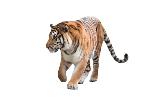 male bengal tiger isolated  on white background