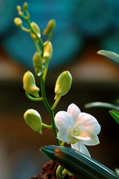A close up shot of white orchid