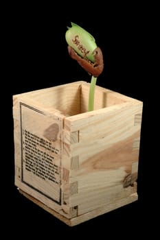 A close shot of growing bean over black