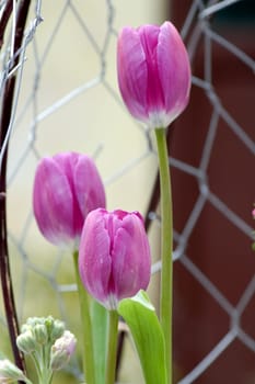 Closeup of purple tulips