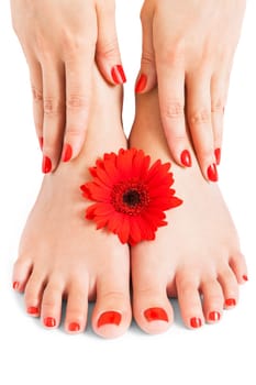 Woman with beautiful neatly groomed red finger and toe nails sits with bare feet clutching her ankles with her hands on white in a concept