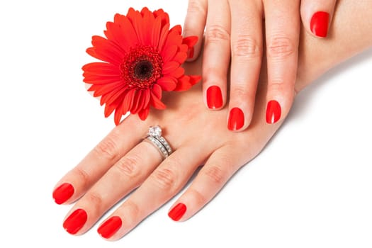 Women's hands with beautiful well-groomed fingers and red nail polish and gerbera flower close up isolated on white background