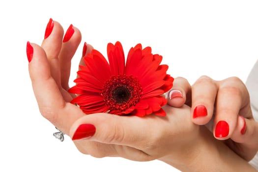 Women's hands with beautiful well-groomed fingers and red nail polish and gerbera flower close up isolated on white background