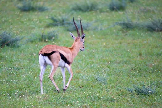A Thomson's Gazelle in the grass landscape of the savannah in Kenya