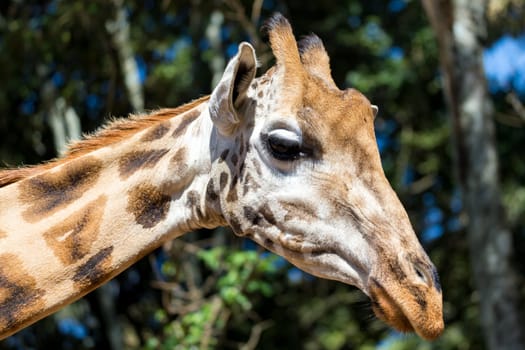 A close-up of one giraffe's head