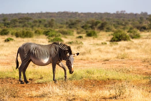 A Grevy zebras are grazing in the countryside of Samburu in Kenya